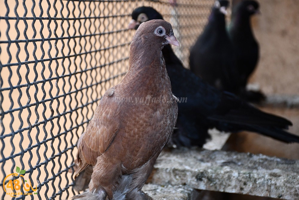 zohdi 3ashoor (51).jpeg